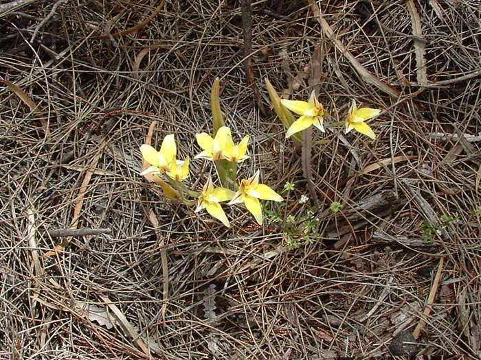 Caladenia - orchidaceae_cowslip5.jpg